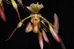 Paphiopedilum Alex's Spots Huntington's Leopard HCC/AOS 78 pts.